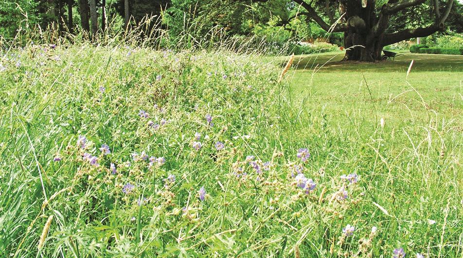 Meadow at The Priory